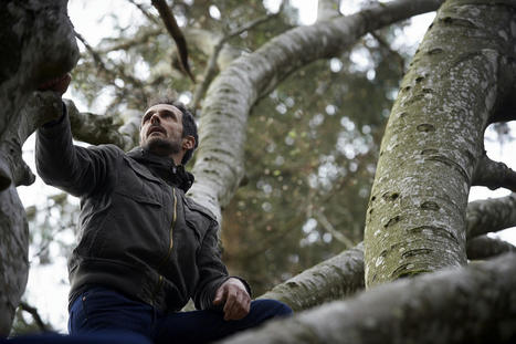 En catimini, le gouvernement facilite l’abattage des arbres d’alignement | Reporterre | La SELECTION du Web | CAUE des Vosges - www.caue88.com | Scoop.it