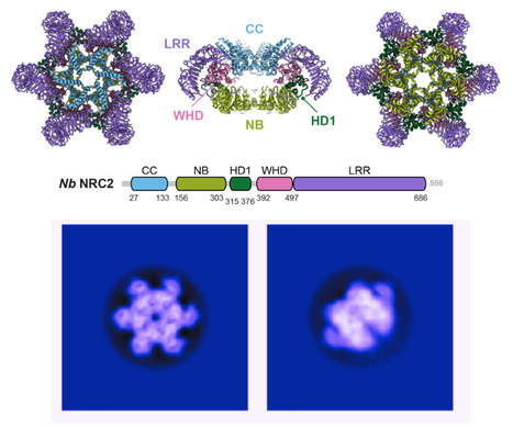 bioRxiv: A disease resistance protein triggers oligomerization of its NLR helper into a hexameric resistosome to mediate innate immunity (2024) | Publications | Scoop.it