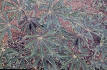 Cassava Viral Disease Spreads at Alarming Rate | Virology News | Scoop.it