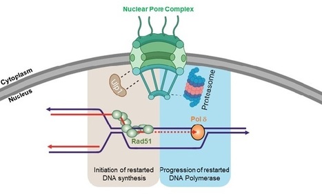 Les pores nucléaires : un environnement cellulaire favorable à la résolution des accidents de la réplication de l’ADN par deux mécanismes moléculaires distincts. Une solution « deux en un » | Life Sciences Université Paris-Saclay | Scoop.it