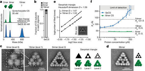 Emergence of fractal geometries in the evolution of a metabolic enzyme | SynBioFromLeukipposInstitute | Scoop.it