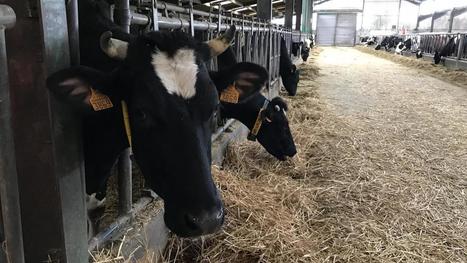 Circuits courts, méthanisation et filière lin dessinent le futur agricole des Hauts de Flandre | Vers la transition des territoires ! | Scoop.it