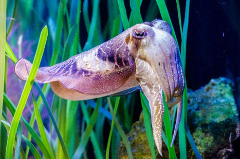 The marine mollusc inspiring nature-imitating devices | Biognosis | Scoop.it
