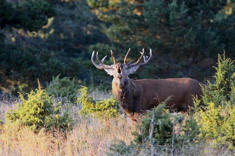 Nos 10 conseils pour écouter le brame du cerf | Parc national des Cévennes | Cévennes Infos Tourisme | Scoop.it