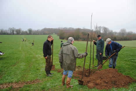 Arbres, haies et forêts : les protéger pour nous protéger | Diagonal | La SELECTION du Web | CAUE des Vosges - www.caue88.com | Scoop.it