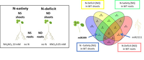 Implication des cytokinines et du miR399 dans la signalisation CRA2-dépendante de la réponse à la disponibilité en azote chez les plantes légumineuses | Life Sciences Université Paris-Saclay | Scoop.it