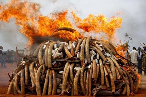 The Tragic Slaughter of Tens of Thousands of Elephants -- Just For Their Tusks | BIODIVERSITY IS LIFE  – | Scoop.it