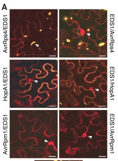 Science: Pathogen Effectors Target Arabidopsis EDS1 and Alter Its Interactions with Immune Regulators | Plants and Microbes | Scoop.it