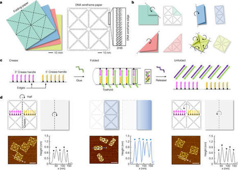 Harnessing a paper-folding mechanism for reconfigurable DNA origami | SynBioFromLeukipposInstitute | Scoop.it