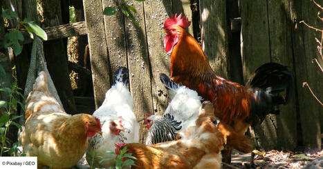 Cocott'arium, des poules pondeuses à la sortie du métro ? | Attitude BIO | Scoop.it