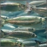 Speak out: River herring plunges 98 percent PLEASE SIGN ! ! | OUR OCEANS NEED US | Scoop.it