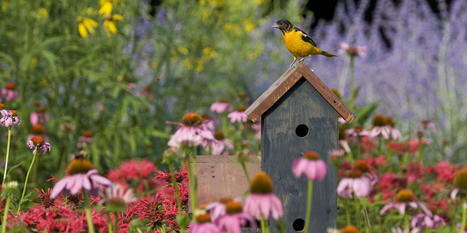 Seven Easy Ways to Attract More Birds to Your Backyard | Best Backyard Patio Garden Scoops | Scoop.it