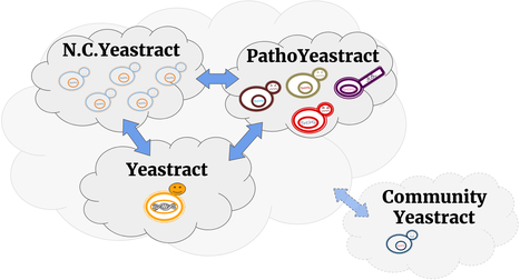 Exploring N.C.Yeastract to Study Gene and Genomic Regulation in Non Conventional Yeasts | iBB | Scoop.it