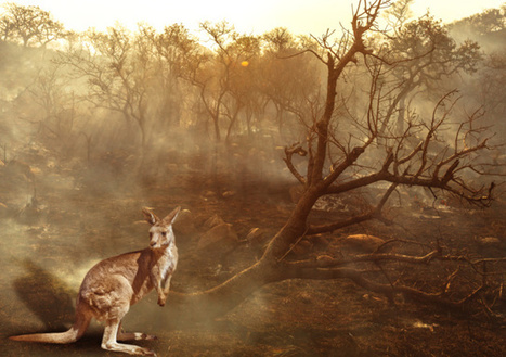 Australie : "Les incendies montrent les limites de la vision dominatrice de la nature" | Vers la transition des territoires ! | Scoop.it