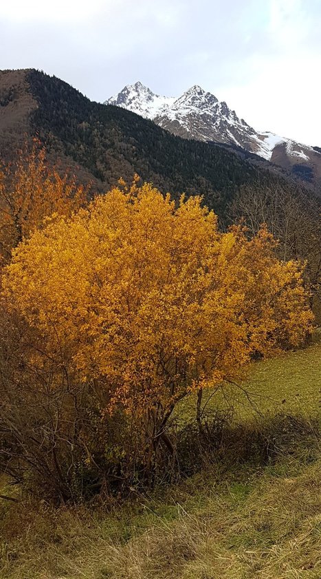 Arbizon de bon ton .... | Vallées d'Aure & Louron - Pyrénées | Scoop.it