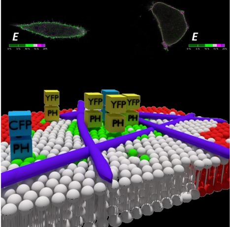 Quantitative FRET Microscopy Reveals a Crucial Role of Cytoskeleton in Promoting PI(4,5)P2 Confinement | iBB | Scoop.it