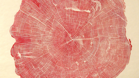 Beautiful Photos Of Tree Rings Remind Us To Slow Down A Little | color | Scoop.it