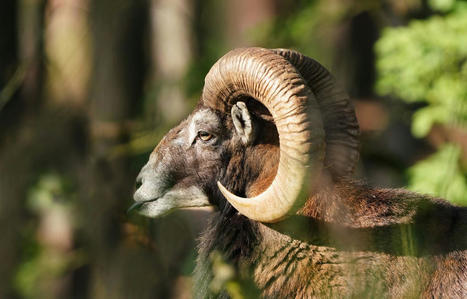 Quels animaux pouvez-vous observer dans le parc national des Cévennes ? | Cévennes Infos Tourisme | Scoop.it