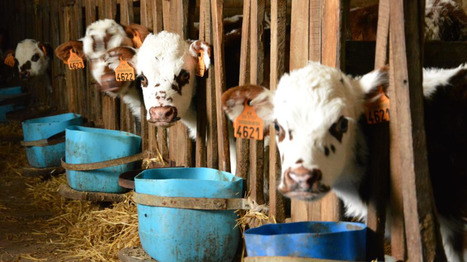 La hausse saisonnière des prix des veaux laitiers se poursuit | Actualité Bétail | Scoop.it