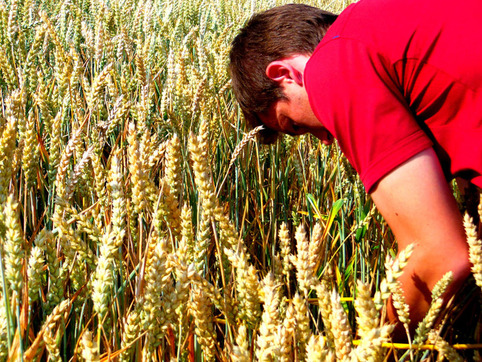 La récolte de blé 2016 en forte baisse après les intempéries | Veille territoriale AURH | Scoop.it