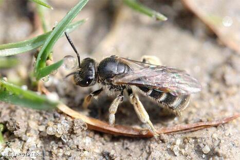 Une espèce d'abeille méditerranéenne découverte pour la première fois en Belgique, "à Zemst et Dentergem" | Changement climatique & Biodiversité | Scoop.it