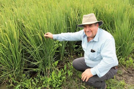 COSTA RICA: System promoted by IICA improves the productivity and adaptation of rice to climate change | Inter-American Institute for Cooperation on Agriculture | SRI Global News: February - April 2024 **sririce -- System of Rice Intensification | Scoop.it