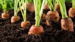 Ma classe n’est pas un champ de carottes ! | De la créativité à l'innovation | Créativité et territoires | Scoop.it