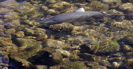 Southern California steelhead trout are declared endangered | Coastal Restoration | Scoop.it