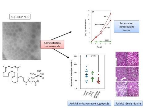 Un nouveau nanomédicament à base de cisplatine pour le traitement expérimental du cancer du colon | Life Sciences Université Paris-Saclay | Scoop.it