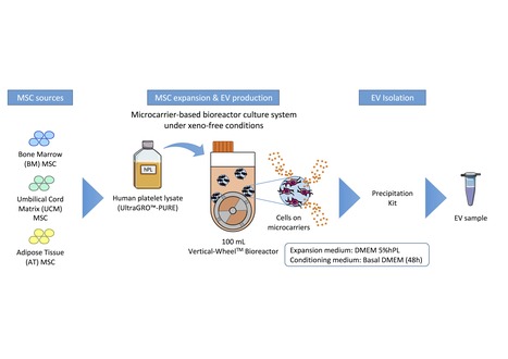 Production of Extracellular Vesicles Derived from Mesenchymal Stromal Cells in Bioreactors | iBB | Scoop.it