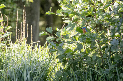 Comment se porte la biodiversité dans la région Grand Est ? | Regards croisés sur la transition écologique | Scoop.it