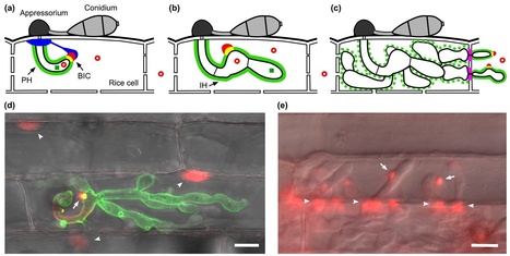 Current Opinion in Plant Biology : Recent advances in rice blast effector research | Plants and Microbes | Scoop.it