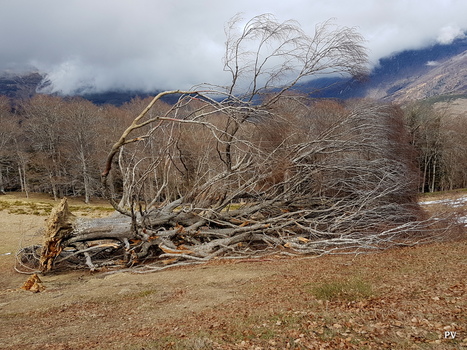 Gaspard de la Nuit : hommage à un hêtre remarquable | Vallées d'Aure & Louron - Pyrénées | Scoop.it