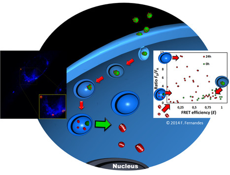 Lipoplex Dissociation and DNA Endosome Escape | iBB | Scoop.it