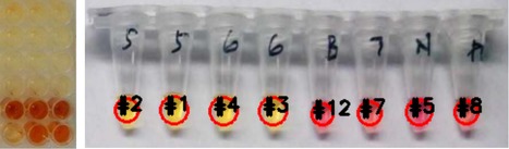 Fast Detection of SARS-CoV-2 | iBB | Scoop.it