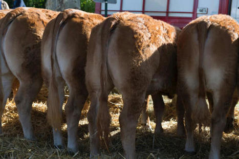 Bovins maigres – Les opérateurs couvrent leurs besoins avant la coupure de la semaine du 15 Août | Actualité Bétail | Scoop.it