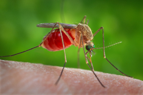Le virus West Nile se transmet de moustique à moustique via leurs déjections | vetitude | Scoop.it