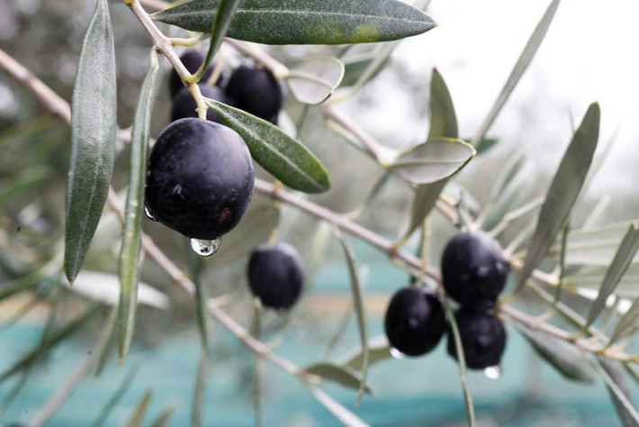 La récolte "à l'ancienne" des olives en Corse entre au patrimoine culturel immatériel | Découvrir, se former et faire | Scoop.it