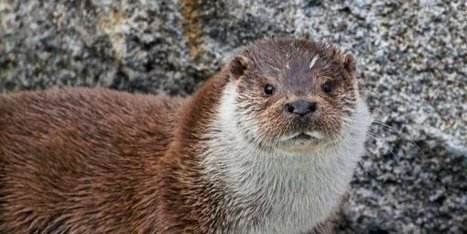 Le Parc national des Pyrénées présente ses espèces emblématiques | Vallées d'Aure & Louron - Pyrénées | Scoop.it