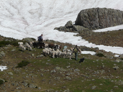 Une agriculture aux abois | Vallées d'Aure & Louron - Pyrénées | Scoop.it