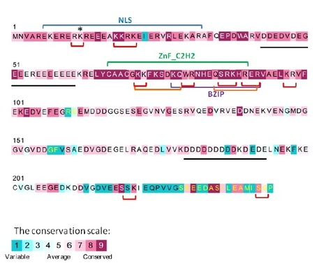 MPMI: The Type III Effector HsvG of the Gall-Forming Pantoea agglomerans Mediates Expression of the Host Gene HSVGT | Plants and Microbes | Scoop.it