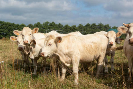 Décapitalisation : la production de viande bovine devrait baisser en 2021 | Actualité Bétail | Scoop.it