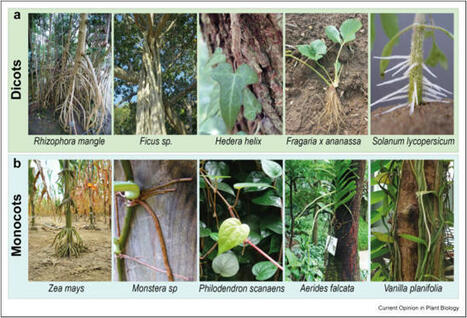 Stem-borne roots as a framework to study trans-organogenesis and uncover fundamental insights in developmental biology | Plant-Microbe Symbiosis | Scoop.it