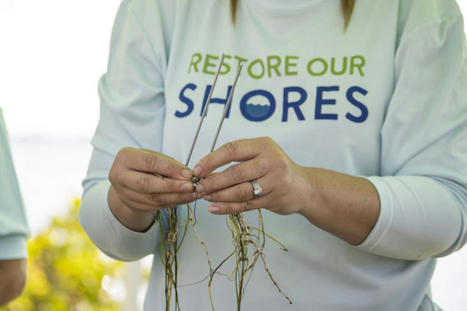 Planting Seagrass in the Indian River Lagoon | Best Space Coast Florida Life Scoops | Scoop.it