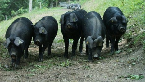 À Saint-Lary-Soulan le porc noir préservé | Vallées d'Aure & Louron - Pyrénées | Scoop.it