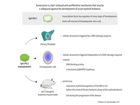 Senescence is a Spi1-induced anti-proliferative mechanism that limits leukemic transformation | Life Sciences Université Paris-Saclay | Scoop.it