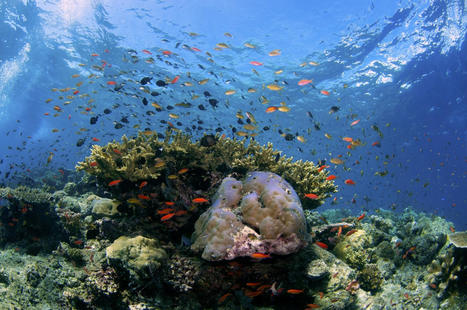 Coral Scientist Predicts Massive Bleaching Events in 2024 - EcoWatch.com | Agents of Behemoth | Scoop.it