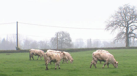 Climat : des agriculteurs adoptent une stratégie plus responsable | Actualité Bétail | Scoop.it