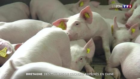 Les Chinois raffolent des cochons français | Actualité Bétail | Scoop.it