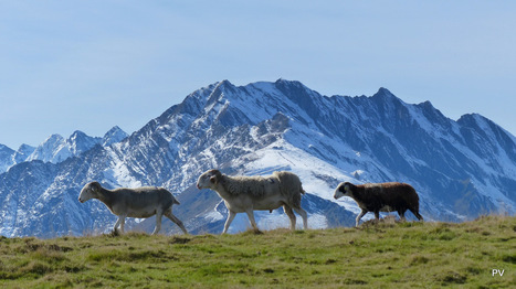 Des hauts d'Azet, la montagne vous contemplez | Vallées d'Aure & Louron - Pyrénées | Scoop.it